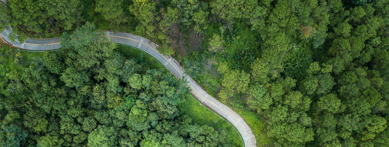 Top aerial view of a green forest landscape with a meandering road in the middle